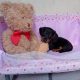 Miniature dachshund