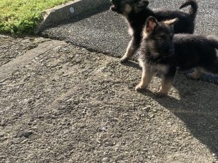 Female German shepherd