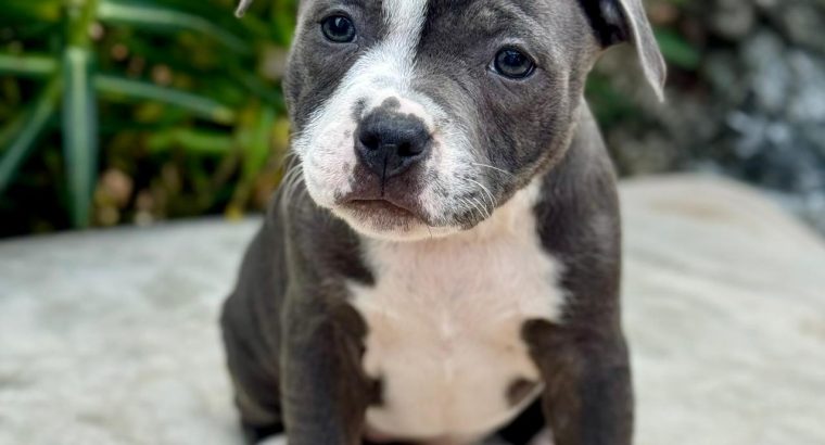 staffordshire bull terrier