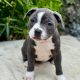 staffordshire bull terrier