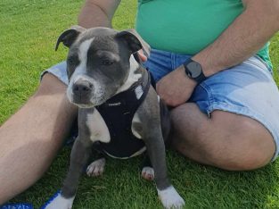 staffordshire bull terrier