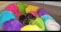 IKC Miniature Dachshund puppies