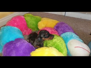 IKC Miniature Dachshund puppies