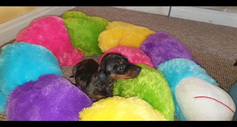 IKC Miniature Dachshund puppies