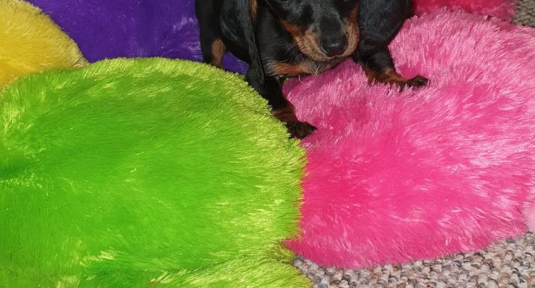 IKC Miniature Dachshund puppies