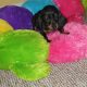 IKC Miniature Dachshund puppies