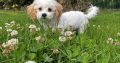 Cavachon