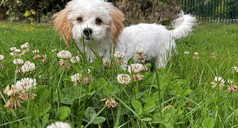 Cavachon