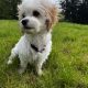 Cavachon