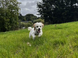 Cavachon