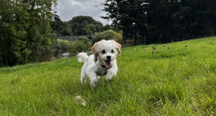 Cavachon