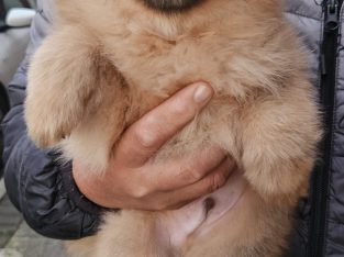 Adorable Pomeranian Puppy