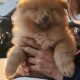 Adorable Pomeranian Puppy