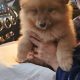 Adorable Pomeranian Puppy