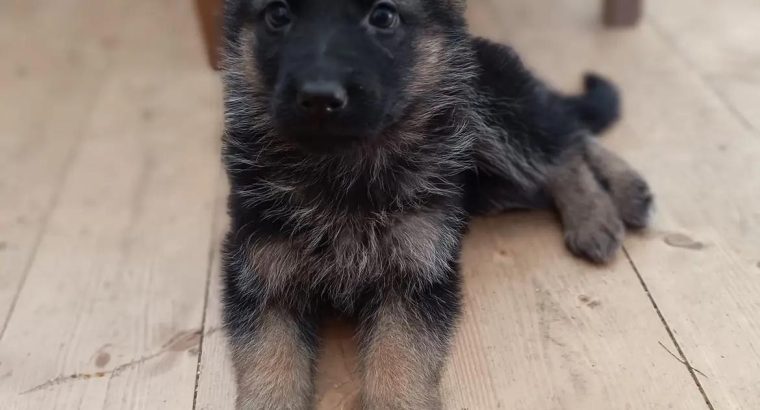 Female German shepherd