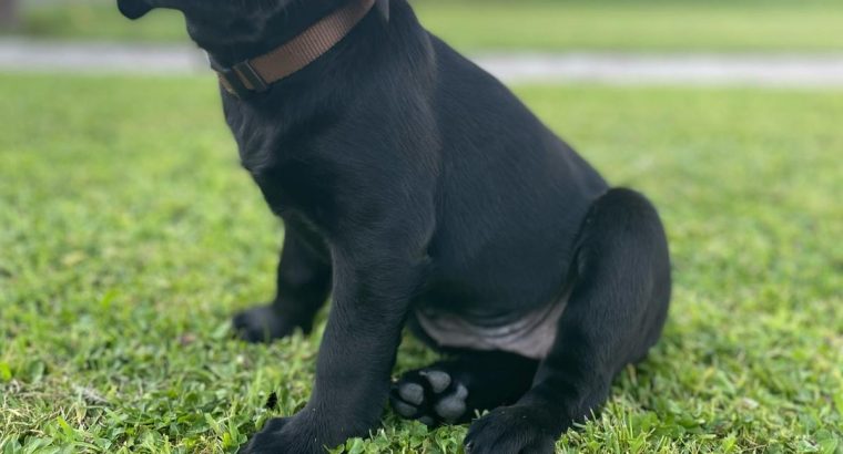 Labrador pups