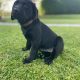 Labrador pups