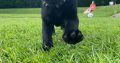 Labrador pups