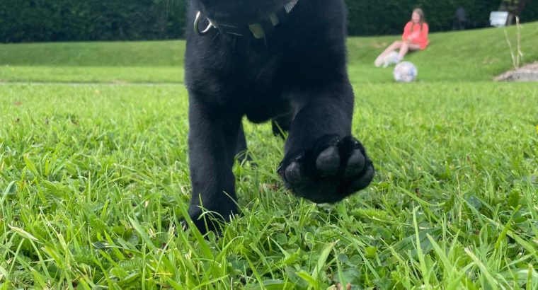 Labrador pups