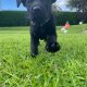 Labrador pups