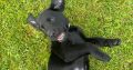 Labrador pups