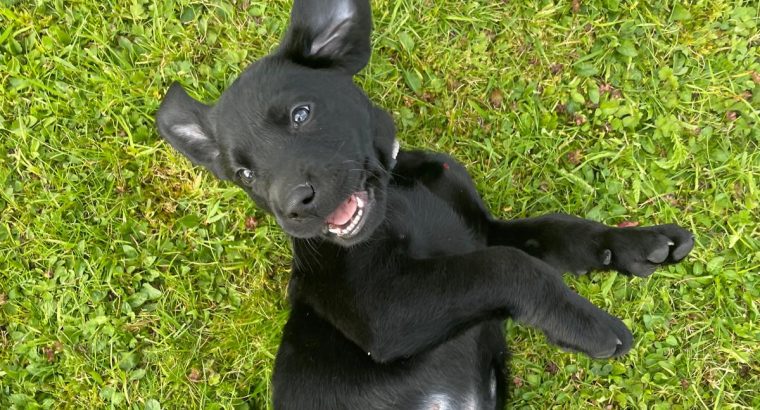 Labrador pups