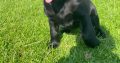 Labrador pups