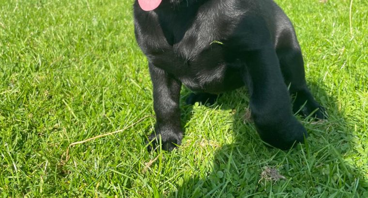 Labrador pups