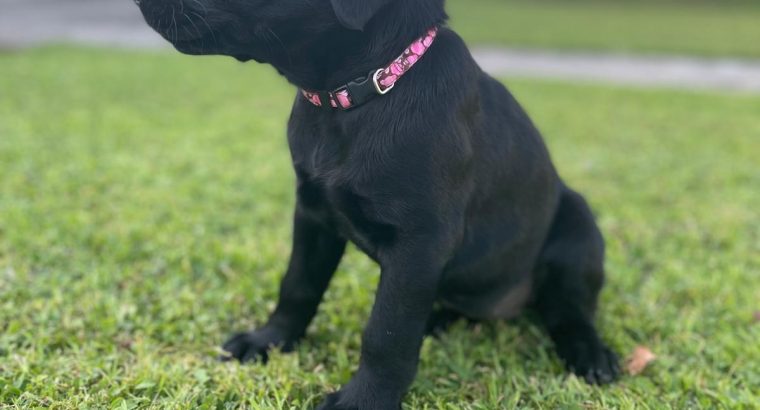 Labrador pups