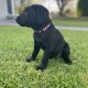 Labrador pups