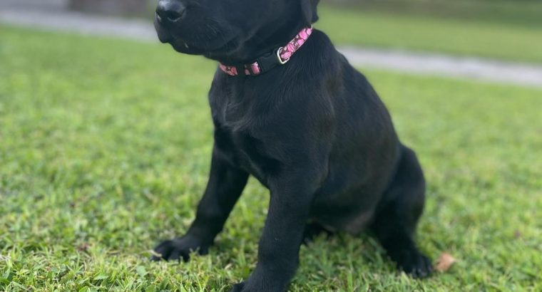 Labrador pups