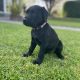 Labrador pups