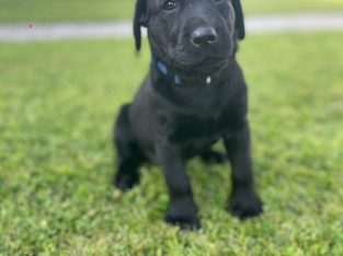 Labrador pups