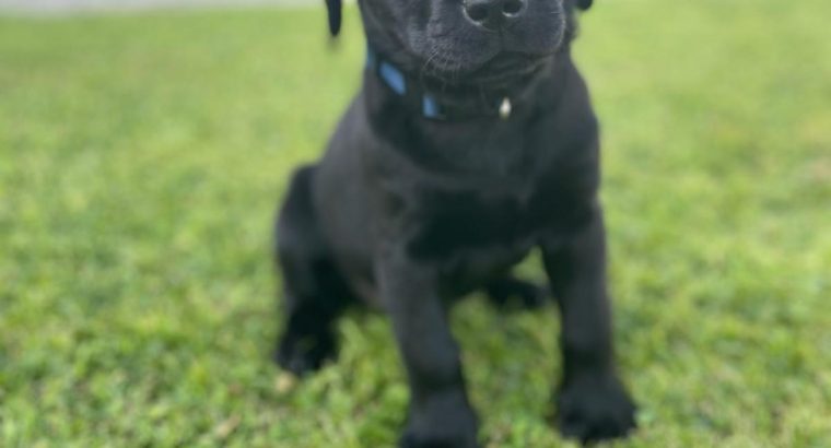 Labrador pups