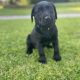 Labrador pups