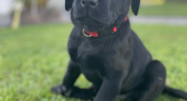 Labrador pups