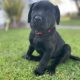 Labrador pups