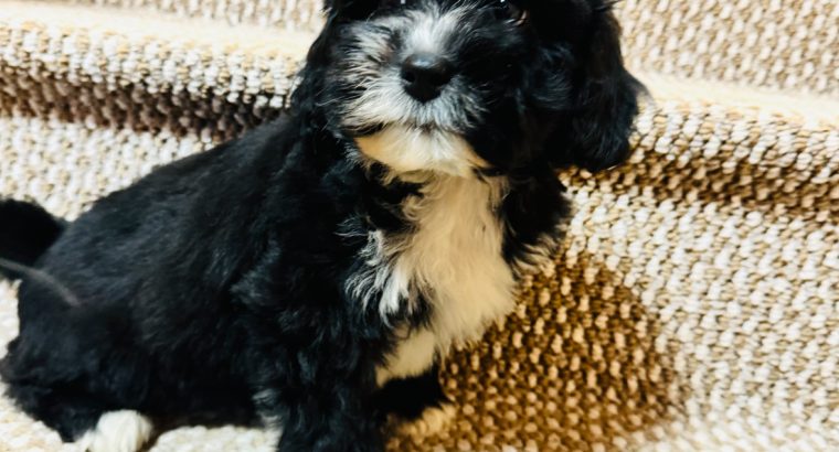 Beautiful shihpoo puppies 🐶🐶🐶