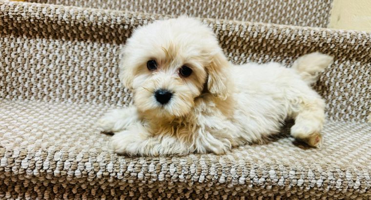 Beautiful shihpoo puppies 🐶🐶🐶