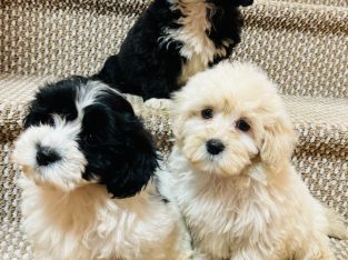 Beautiful shihpoo puppies 🐶🐶🐶