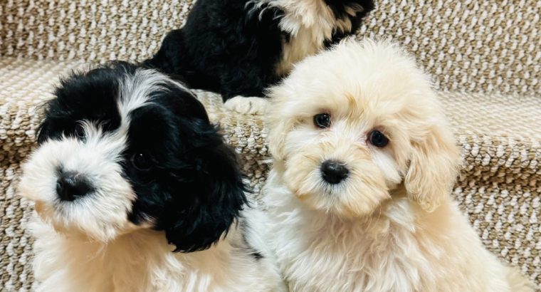 Beautiful shihpoo puppies 🐶🐶🐶