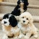 Beautiful shihpoo puppies 🐶🐶🐶