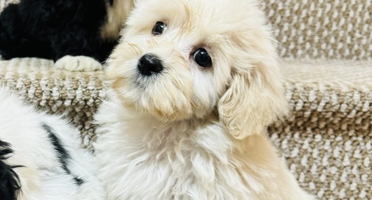 Beautiful shihpoo puppies 🐶🐶🐶