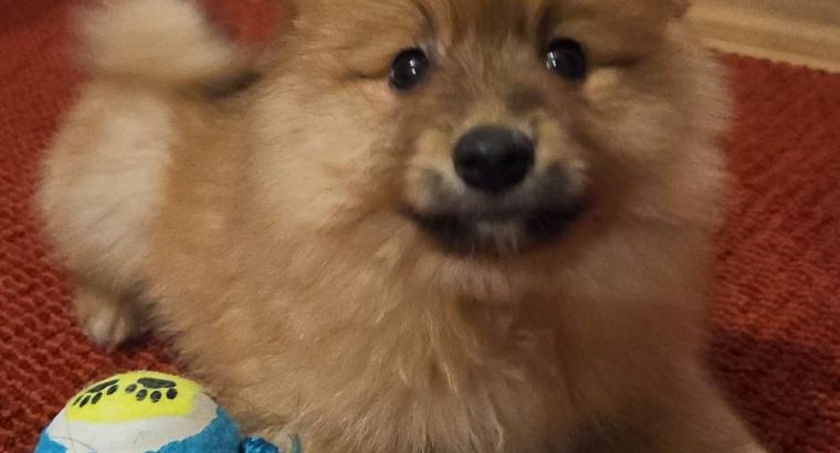 Adorable Pomeranian Puppy