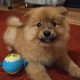 Adorable Pomeranian Puppy