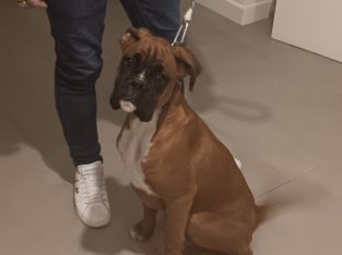 5 month old boxer bitch