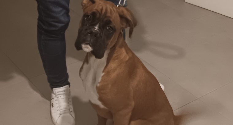 5 month old boxer bitch