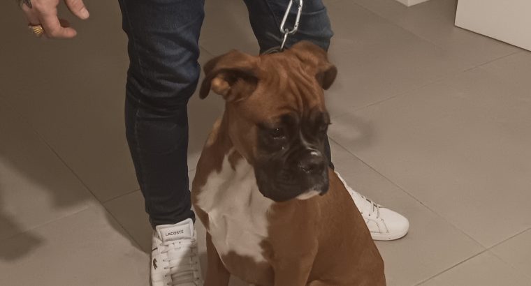 5 month old boxer bitch