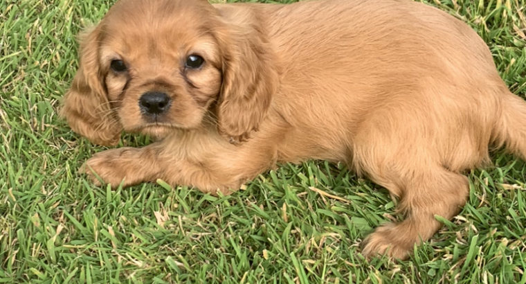 Cavalier King Charles pups