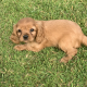 Cavalier King Charles pups